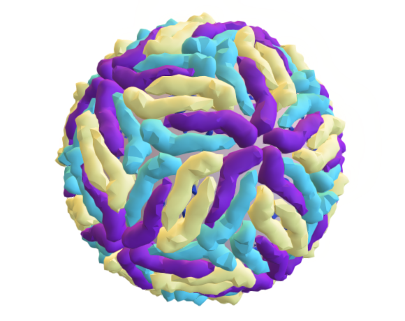 Zika virus - mature 