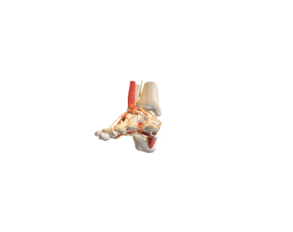 Normal foot anatomy