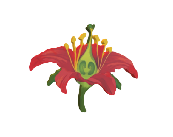 Perfect flower - structure
