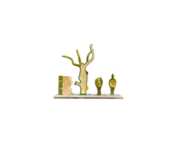 Hydra vulgaris model (fresh-water polyp)