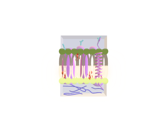 Cell membrane