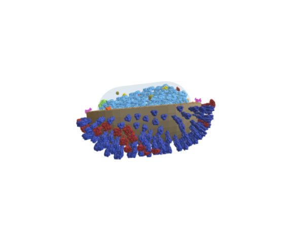 Influenza virus