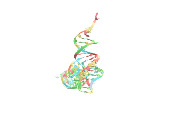 Molecular structure of the transfer RNA (tRNA)