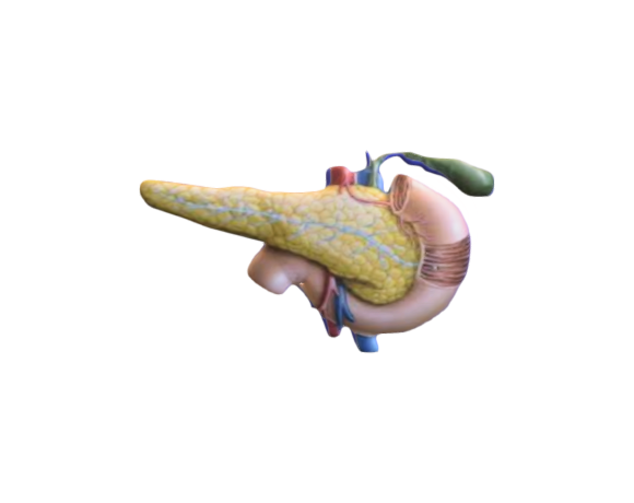Pancreas dissection