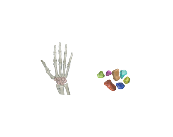Wrist anatomy