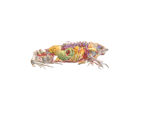 Frog internal anatomy