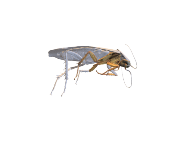 Cockroach 