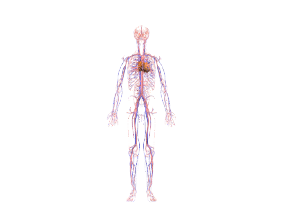 Circulatory and lymphatic system