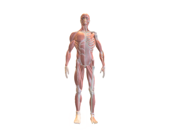  Ecorche - Anatomy study