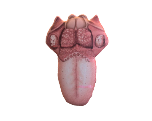 Tongue Structure 