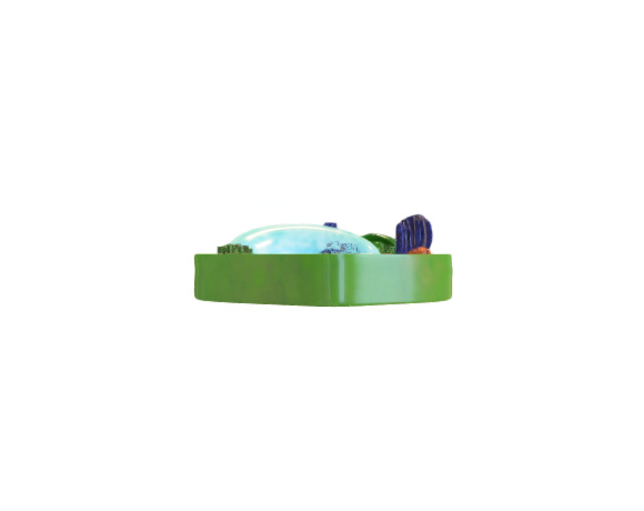 Plant cell organelles