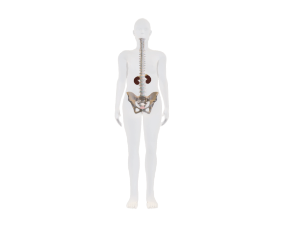 Female Reproductive and Urinary Systems
