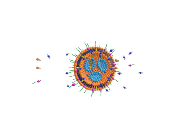 Liposome bilayer