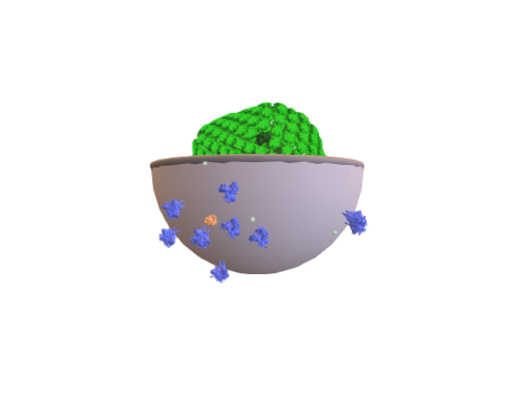 Human Immunodeficiency Virus (Sectioned)
