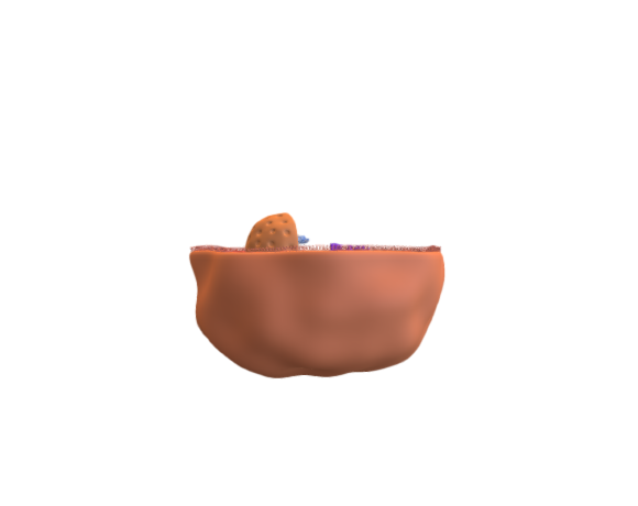Human cell