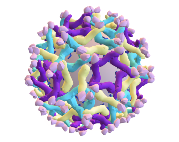 Zika virus - immature