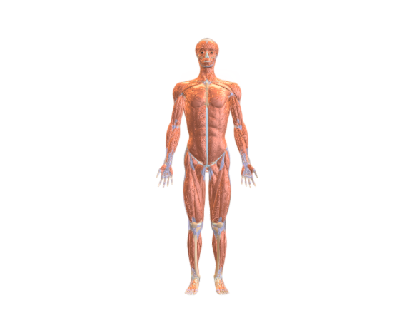 Muscular system