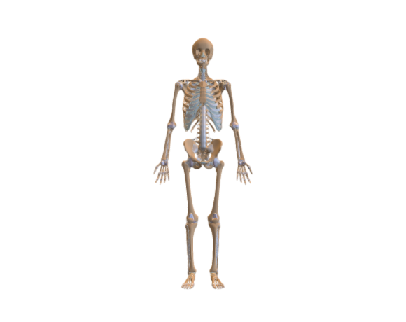Joints and periarticular tissues 