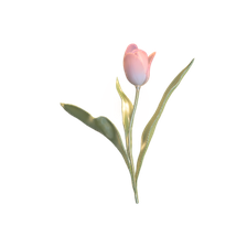 Tulip