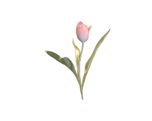 Tulip