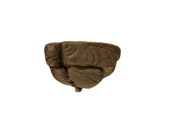 Cerebrum Horizontal Clear