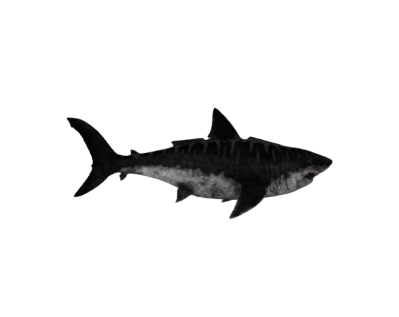 megalodon