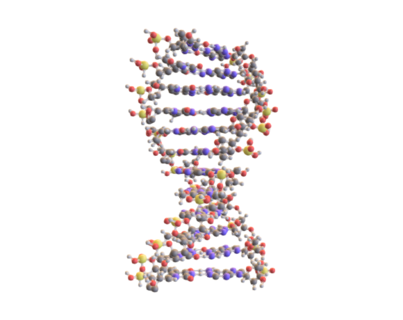 DNA Structure