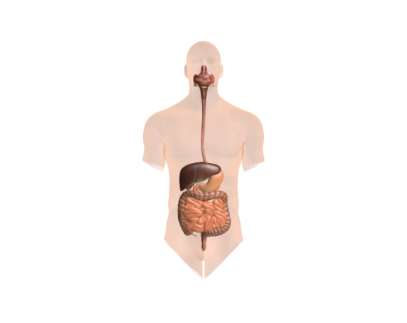 digestive-system AR