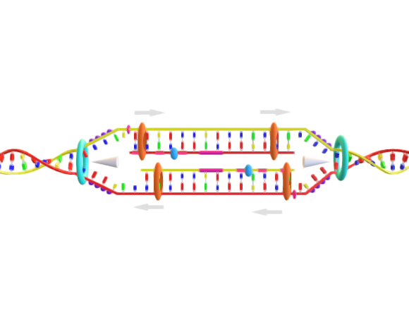 dna replication model