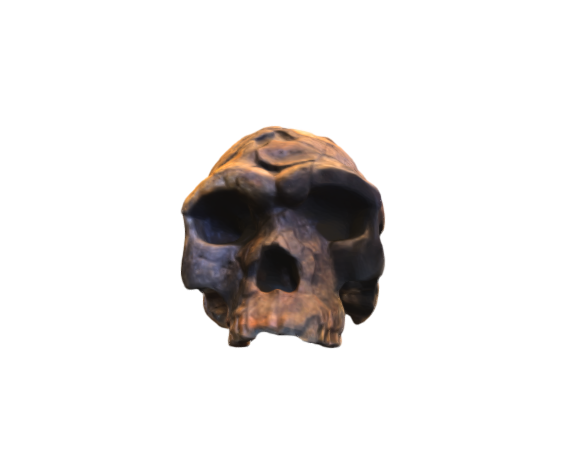 Homo sapiens skull