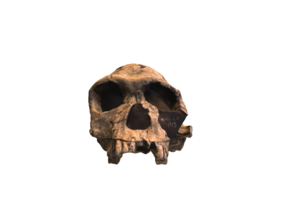 Homo habilis Skull