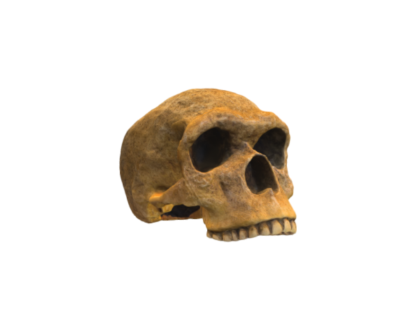 Steinheim skull