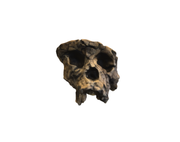 Sahelanthropus tchadensis 