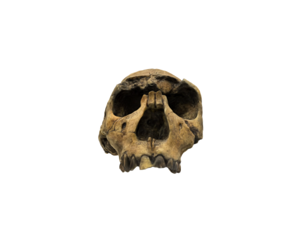 Homo ergaster Skull KNM-WT 15000