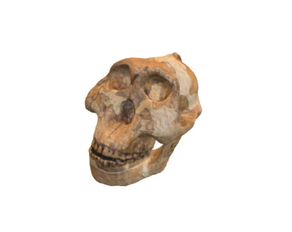 Australopithecus boisei skull