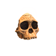 Australopithecus africanus skull