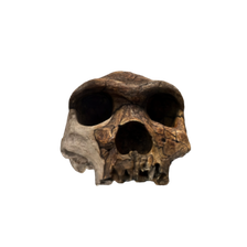 Homo Heidelbergensis skull