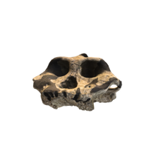 Australopithecus aethiopicus skull