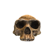 Homo Erectus skull