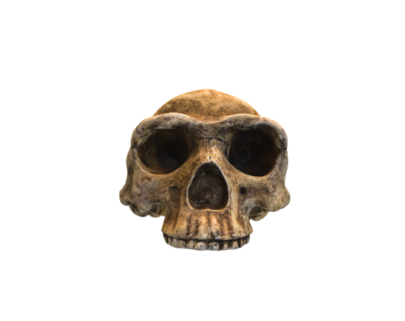 Homo Erectus skull