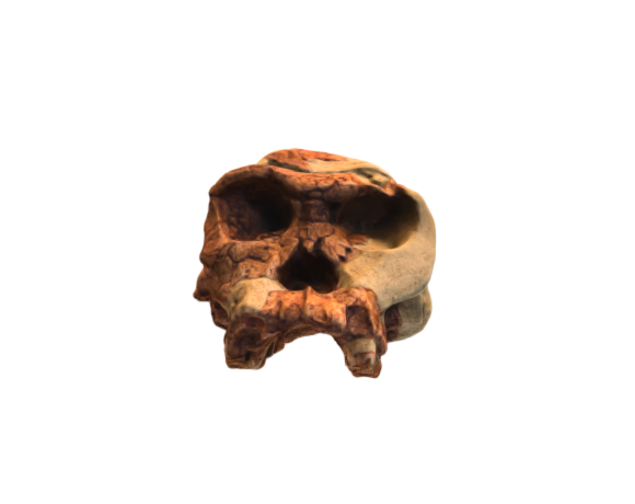 Homo habilis skull