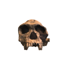 Homo habilis Skull