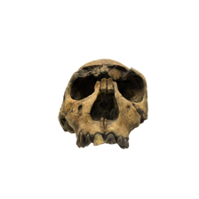 Homo ergaster Skull KNM-WT 15000