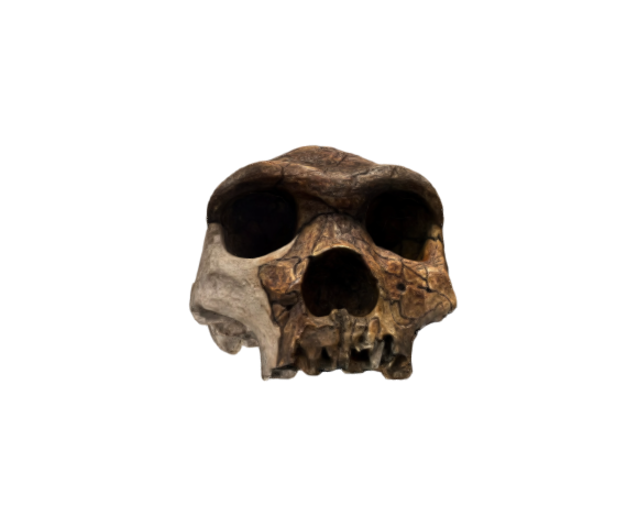 Homo Heidelbergensis skull