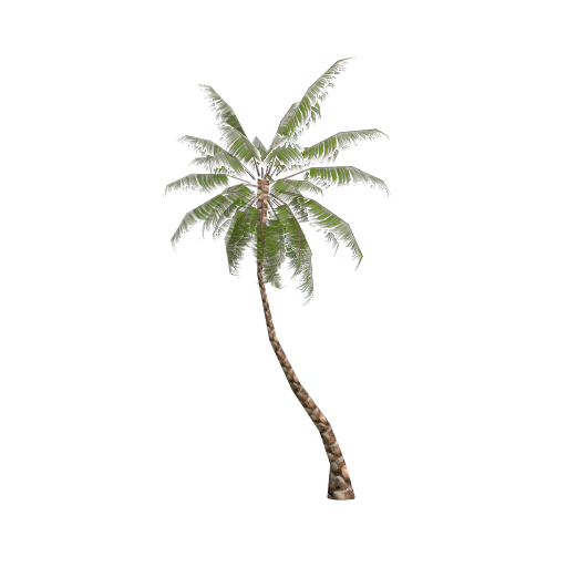 palm tree