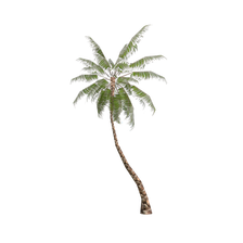 palm tree