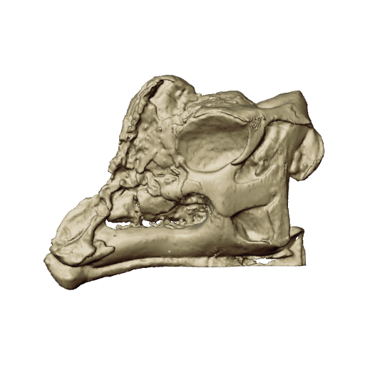 Left half of the skull of "Joe" the Baby Parasaurolophus