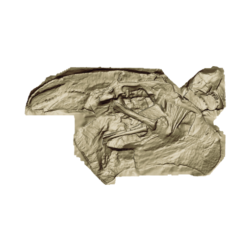 Skeleton of Baby Parasaurolophus "Joe"