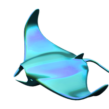 Manta Ray WIP