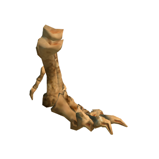 Tyrannosaurus Foot